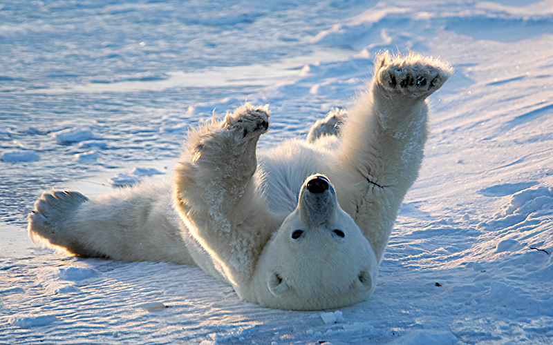 Polar bear awakens and stretches in Churchill, Manitoba, Canada